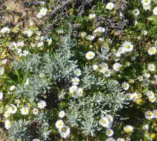 Eindrücke einer Wanderung an der Westalgarve