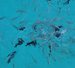 Die große Fischfütterung vom Boot