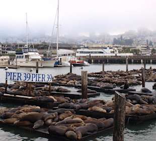 Seelöwenkolonie beim Pier 39