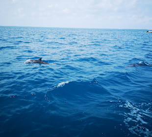 Lankan Manta Point
