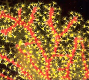 Schnorcheln Makadi Bay-Delfin Tour-Amy Reisen