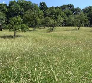 Eduard Lucas Musterobstgarten Mähringen
