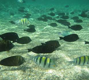 Fische direkt am Strand