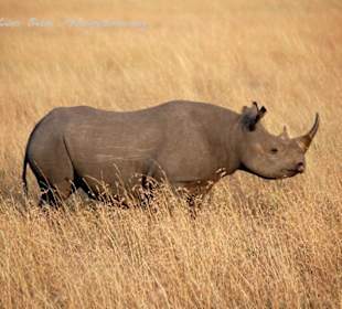 Wie aus einer anderen Zeit