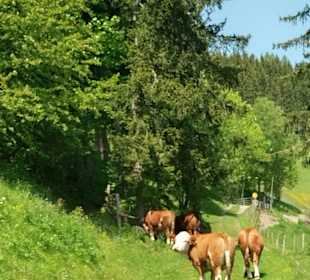 Wandern St. Kathrein am Offenegg