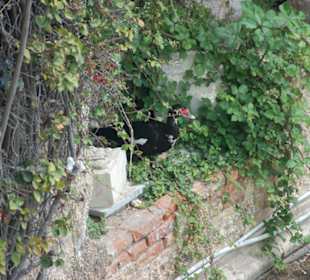 Syrakuzy