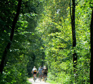 Schattiger, gut ausgebauter Fahrweg