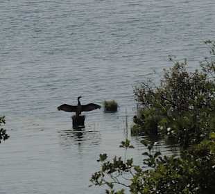 Impression vom Aussichtsturm Moorochse