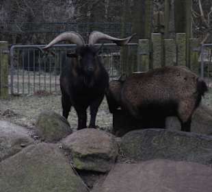 Tierpark 