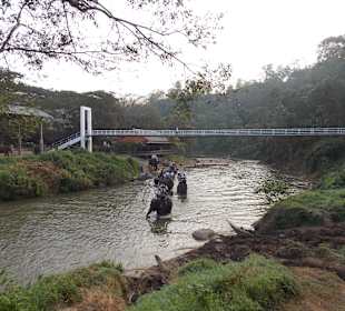 Elefantencamp Chiang Mai