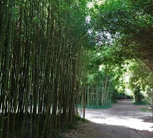 Im Bambushain des Jardin des Plantes