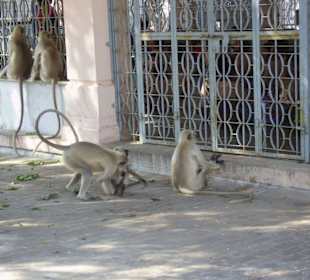Die Affen und die Schulkinder