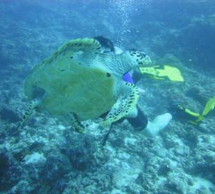 Snorkeling