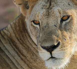 Tsavo Ost Nationalpark