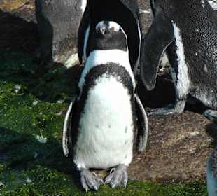 Pinguine
