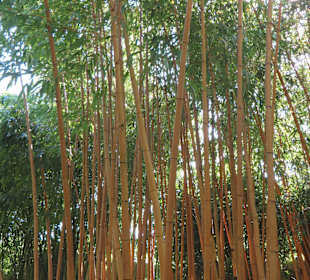 Bambusgarten