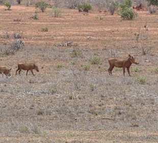 Pumpa läßt grüßen