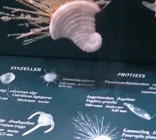 Naturhistorisches Museum