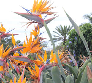 Botanischer Garten Funchal