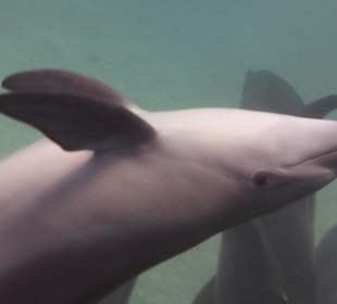 Die Delfine von Hurghada