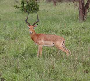 Antilope in Tsavo West