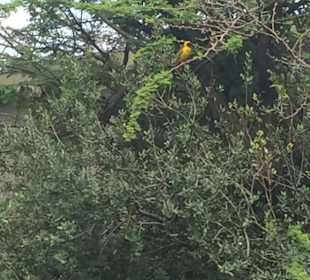 Pilanesberg Nationalpark