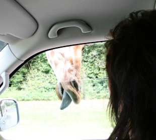 Serengeti Park Hodenhagen