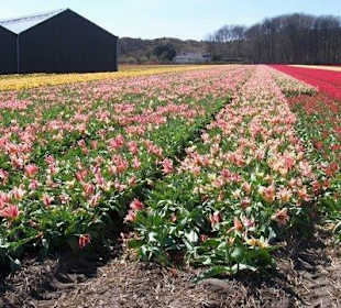 Tulpen velden