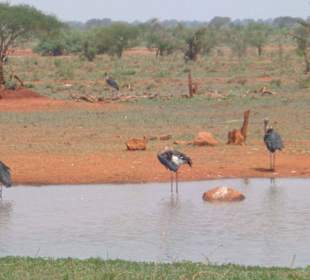 Птици на водопое