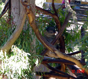 San Diego Zoo