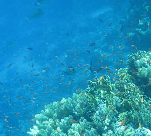 Unterwasserwelt am Tulip Resort