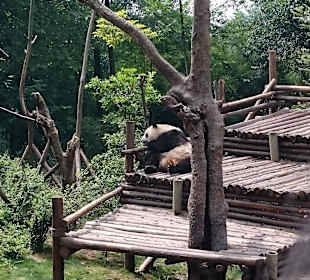 Giant panda