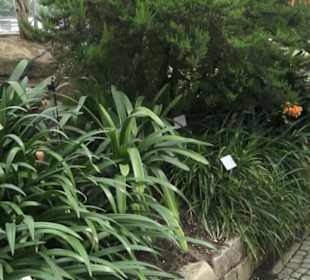 Palmfarnhaus -  Botanischer Garten