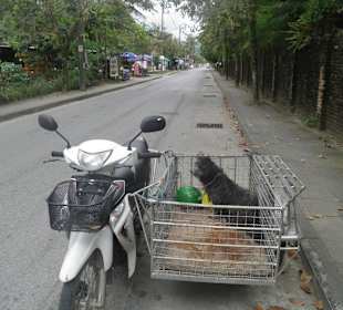 Typisches Fortbewegungsmittel