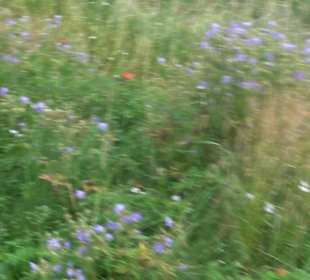 ALB-GOLD Naturgarten