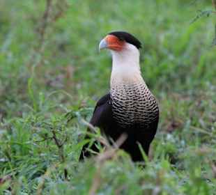 Costa Rica, Falke, Tarcules River