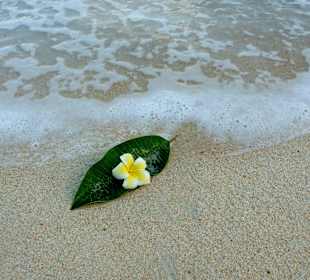 Strand und Fragipani