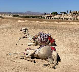 Kamelreiten Sharm el Sheikh 
