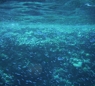 Schwarmfische