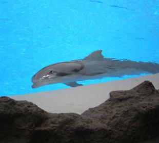 Ein Delphin auf Stippvisite