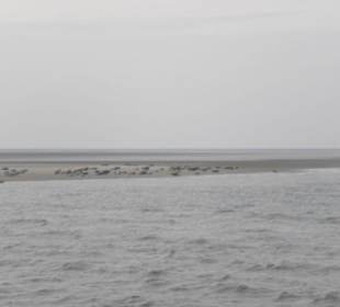 Seehundbank Tegeler Plate