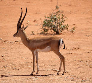Antelope 