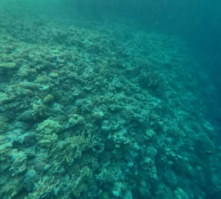 Schnorcheln El Quseir