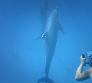 Delphintour mit Susi