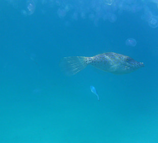 Schnorcheln am Hotelstrand