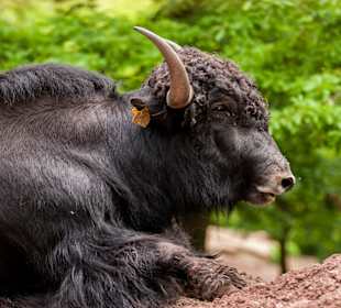 Wildparadies Tripsdrill