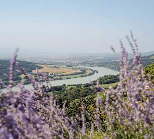 Wandern Maria Taferl