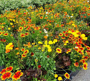 Blumen über Blumen