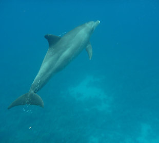 Dolphin