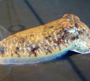 In den Becken des Aquariums von Banyuls